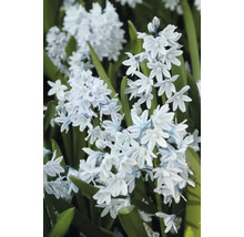 Blomställning av lökväxten Scilla mischtschenkoana