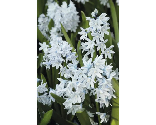 Blomställning av lökväxten Scilla mischtschenkoana