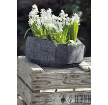 Blomlåda med Scilla blommor på trälåda