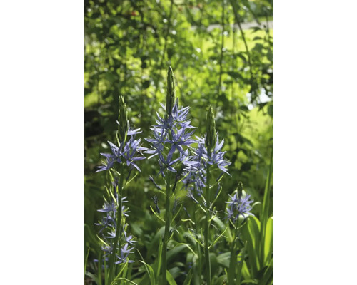 Närbild av prärieliljor i trädgården.