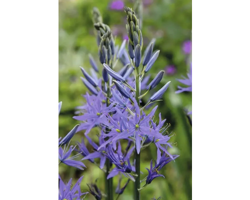 Närbild av en magnifik prärielilja