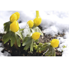 Vintergäck blommor i snön