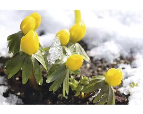 Vintergäck blommor i snön