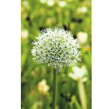 Blommande prydnadslök i trädgården