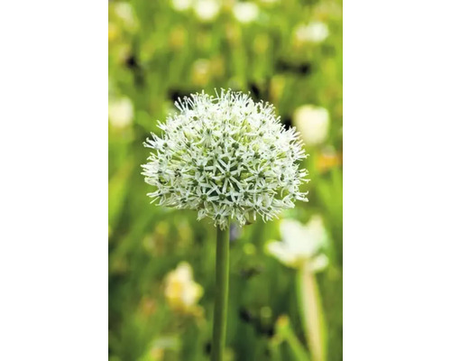 Blommande prydnadslök i trädgården