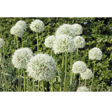 Närbild av prydnadslöksblommor i trädgården.