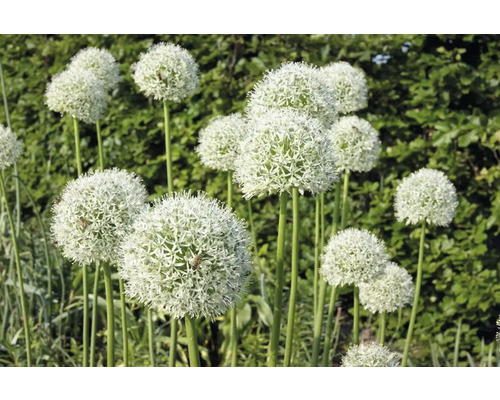 Närbild av prydnadslöksblommor i trädgården.