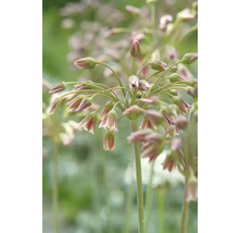 Närbild av prydnadslöksblommor