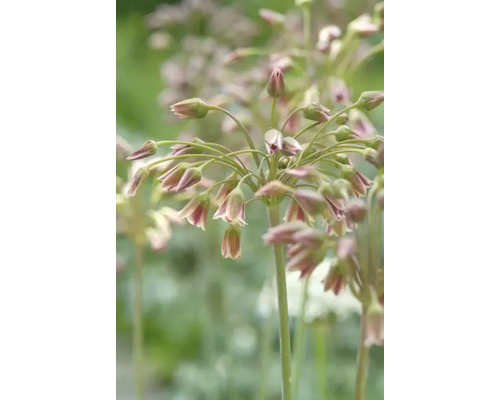 Närbild av prydnadslöksblommor