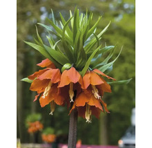 Kejsarkrona med orange blommor och gröna blad.