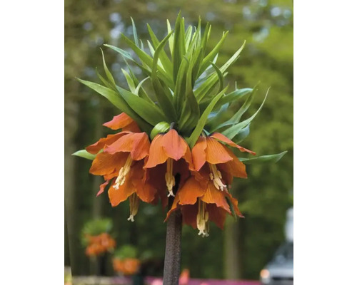 Kejsarkrona med orange blommor och gröna blad.