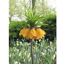 Kejsarkrona blomma i trädgårdsrabatten