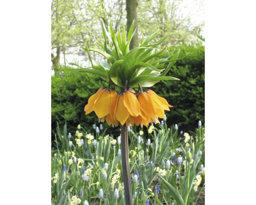 Kejsarkrona blomma i trädgårdsrabatten