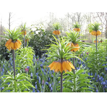 Blomsterbädd med kejsarkronor och blå pärlhyacinter