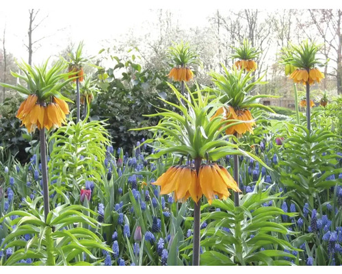 Blomsterbädd med kejsarkronor och blå pärlhyacinter