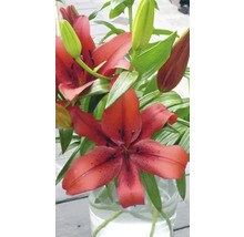 Liljeblommor i vas