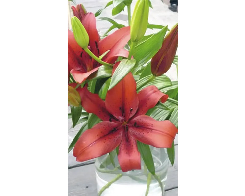 Liljeblommor i vas