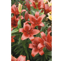 Närbild av asiatiska liljor med röda blommor.