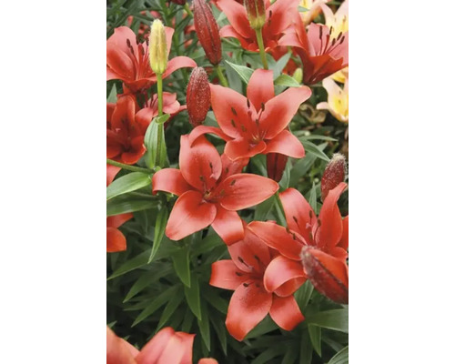 Närbild av asiatiska liljor med röda blommor.