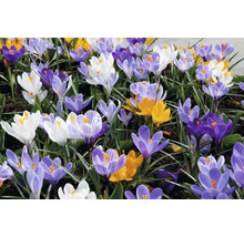 Blommande krokusar i olika färger