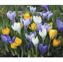 Grupp krokusar med blommor i olika färger
