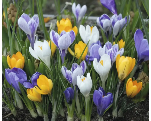 Grupp krokusar med blommor i olika färger
