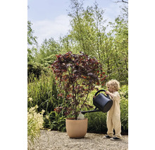 Barn vattnar japansk lönn i kruka med vattenkanna i trädgården.