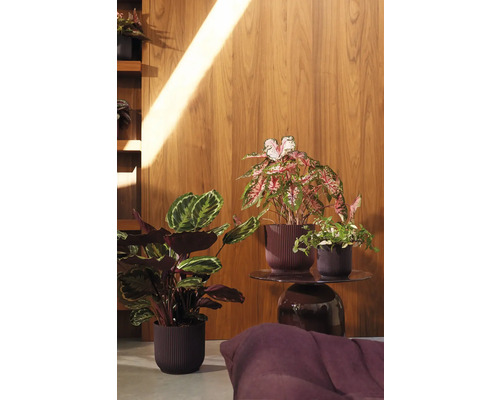 Olika krukväxter i planteringskärl på ett sidobord framför en trävägg