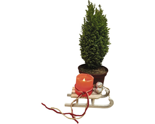 Dekoration med cypress i kruka, ljus och träsläde