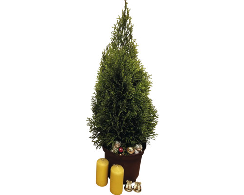 Rumscypress i kruka med ljus och dekoration