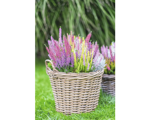 Olika färgade ljungväxter i en flätad korg