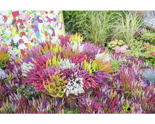 Färgstarkt ljungarrangemang i kruka för trädgården