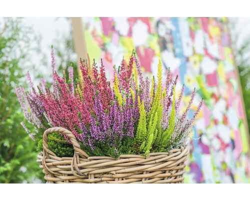 Bunt ljung i en korg av pil