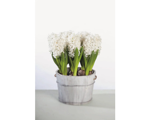 Vita hyacinter i en kruka