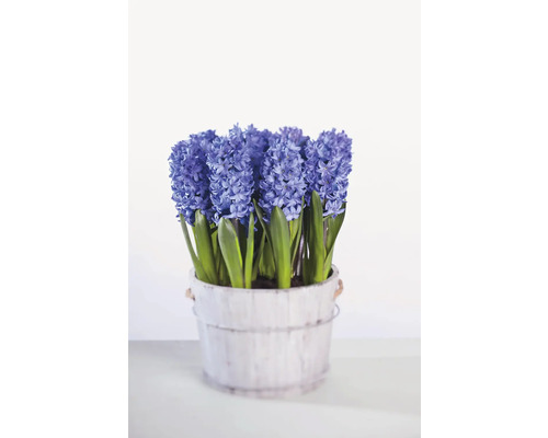 Blå hyacinter i kruka