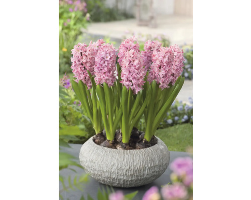 Hyacinter i en kruka på en trädgårdsyta