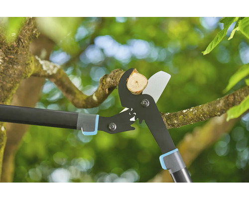 Grensåg klipper en gren i ett träd.