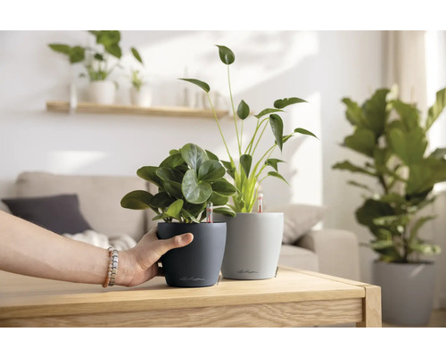 Två krukväxter i blomkrukor på ett bord