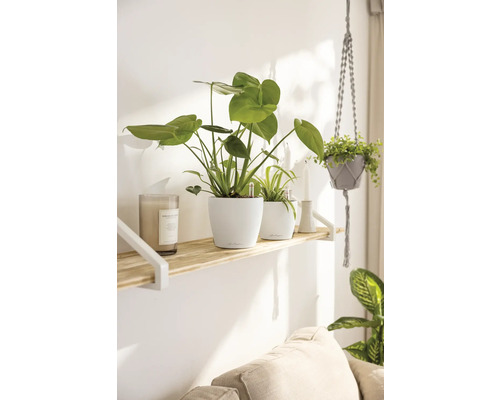 Dekorativa krukväxter i vita planteringskärl på en trähylla