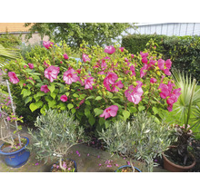 Trädgårdsvy med hibiskusblommor, olivträd och palmer