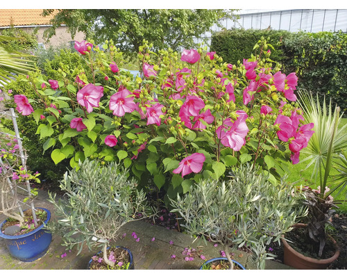 Trädgårdsvy med hibiskusblommor, olivträd och palmer