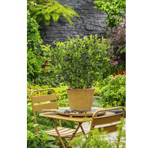 Blåbärsbuske i kruka på ett trädgårdsbord i en trädgårdsmiljö.