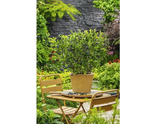 Blåbärsbuske i kruka på ett trädgårdsbord i en trädgårdsmiljö.