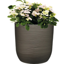 Hortensia med ljusa blommor i blomkruka