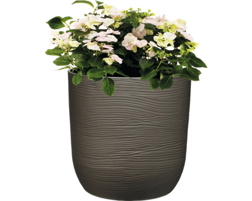 Hortensia med ljusa blommor i blomkruka