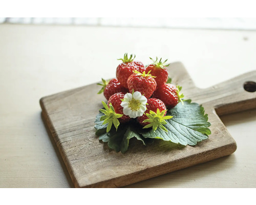 Jordgubbar med blomma på träbräda
