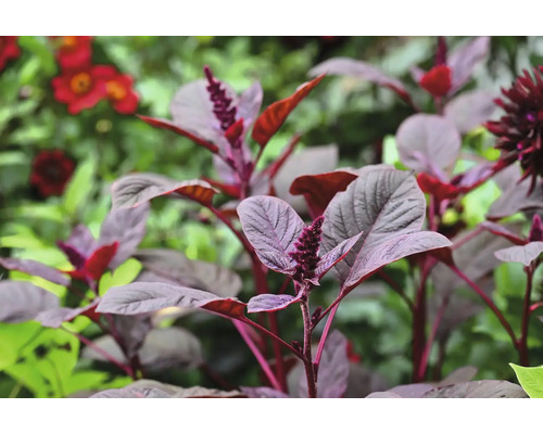Närbild av amarantväxter med blomställningar i trädgården