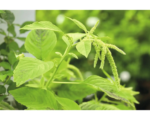 Amarantväxt med blad och blommor