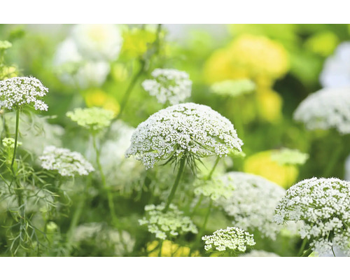 Närbild av en blommande vild morot