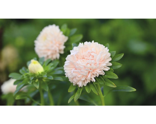 Närbild av rosa pomponastrar med gröna blad